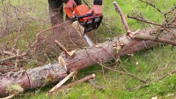 Ortacesus: tagliava tronchi di pioppo della casa cantoniera per poi rivenderli, denunciato