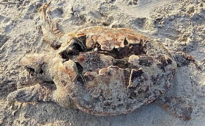 Alghero: tartaruga Caretta Caretta col carapace squarciato trovata in spiaggia