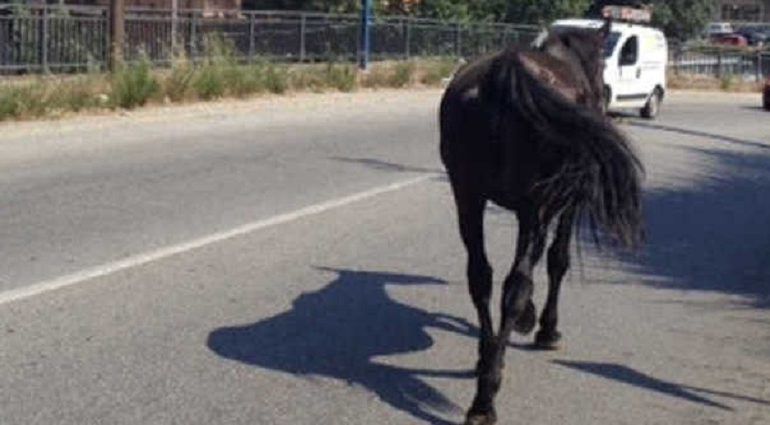 Lanusei, colpita al volto dal calcio di un cavallo. 56enne in gravi condizioni