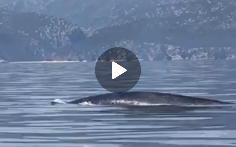 (VIDEO) Lo spettacolo mozzafiato di una balena che nuota davanti a Cala Luna