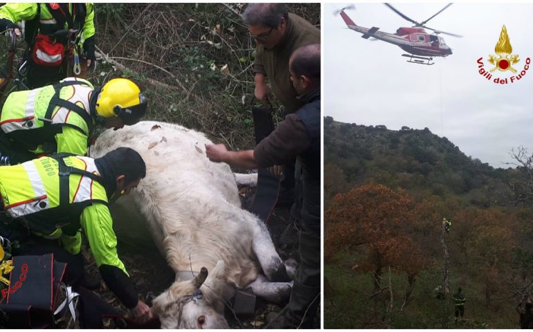 I Vigili del Fuoco salvano una vacca precipitata in un dirupo, con l’aiuto di un elicottero