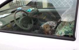 Cane chiuso in auto a Pirri