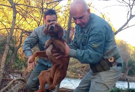 Fordongianus: forestali salvano un cagnolino intrappolato su un isolotto nel Tirso