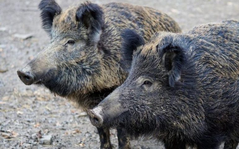 Trichinella, cinghiale positivo abbattuto a Oliena. Gli esperti: «Massima allerta»