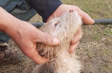 cucciolo gettato nel canale