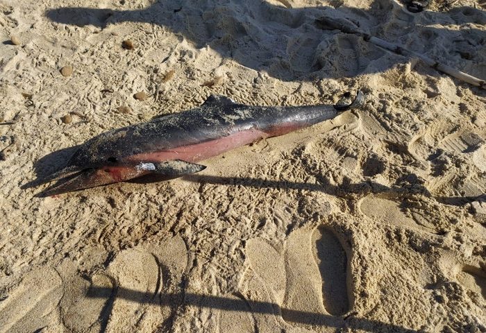 Costa Rei, trovata la carcassa di un delfino in spiaggia