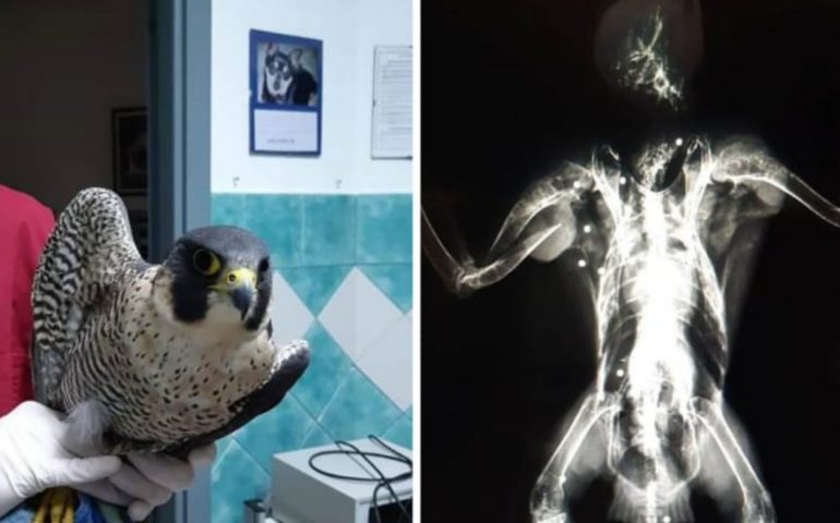Alla clinica Duemari arriva un falco con un proiettile, lo sdegno della veterinaria