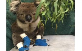 koala billy