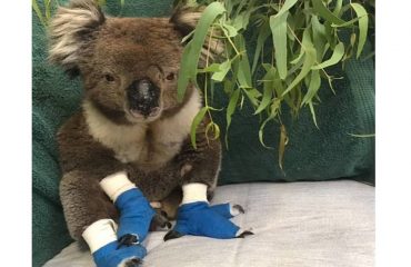 koala billy