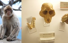 A sinistra un esemplare di Macaca Sylvanus di Gibilterra, a destra i resti fossili del Macaca Majori sardo (Foto di Ghedoghedo by Wikipedia)