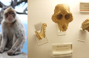 A sinistra un esemplare di Macaca Sylvanus di Gibilterra, a destra i resti fossili del Macaca Majori sardo (Foto di Ghedoghedo by Wikipedia)