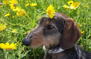 napo, cane