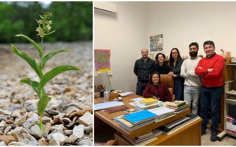 Orchidee nelle discariche minerarie, lo studio dell’Ateneo di Cagliari piace alla comunità scientifica internazionale