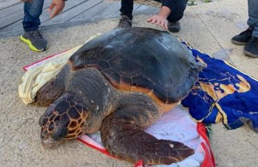 tartaruga asinara