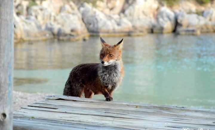 Volpe in spiaggia a Golfo Aranci e la foto fa il giro dei social