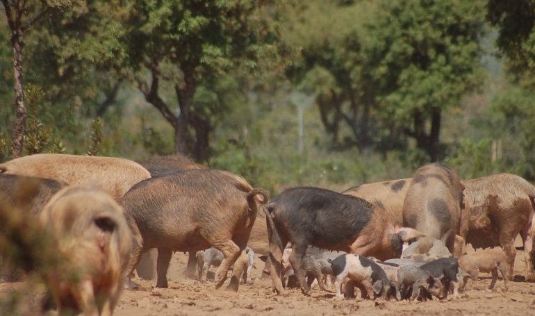 Abbattute decine di maiali allo stato brado illegale, non registrati e mai sottoposti a controllo a Desulo