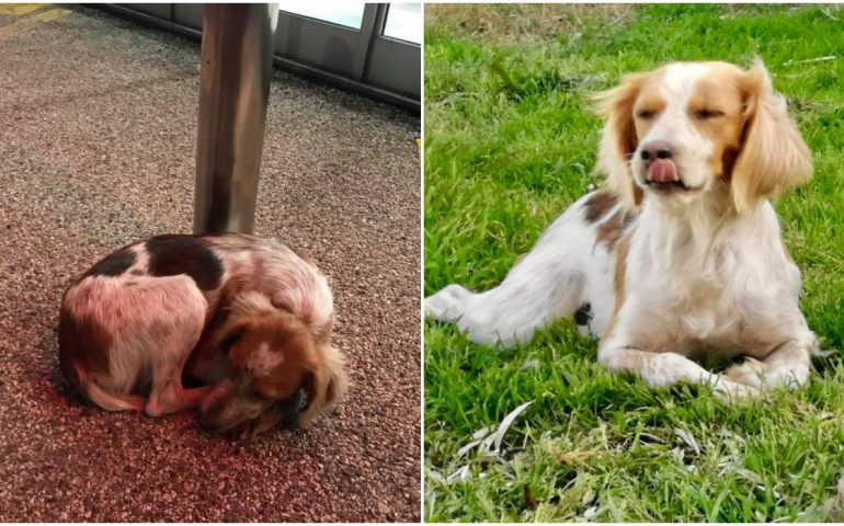 abbandonata prima e dopo cane