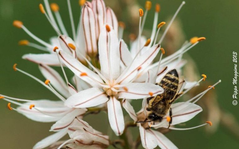 Salute e bellezza: l’asfodelo, una pianta indissolubilmente legata alle tradizioni sarde