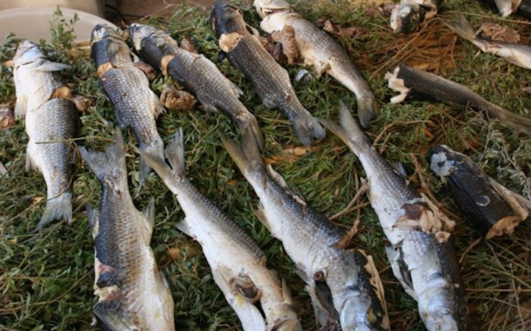 La ricetta Vistanet di oggi: “Sa Merca”, muggini avvolti in “Sa ziba”, un piatto antichissimo