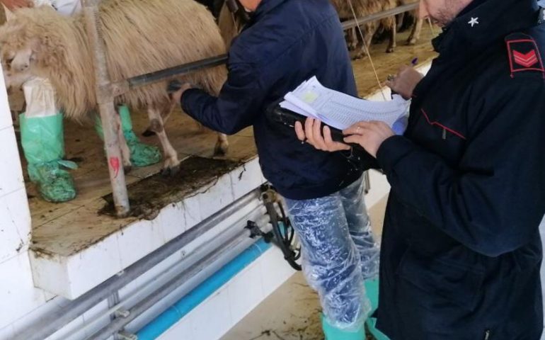 Samassi, i Carabinieri scoprono un allevamento con 55 pecore rubate