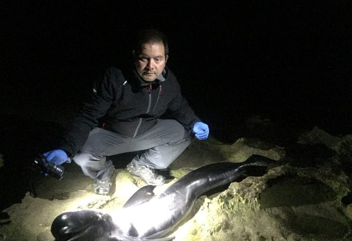 Un cucciolo di delfino trovato morto a Portu Maga