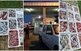 mercato ittico, guardia costiera