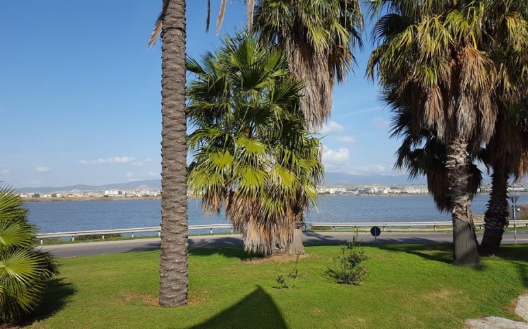 Quartu sta vincendo la battaglia col punteruolo rosso, solo 15 palme abbattute su 550
