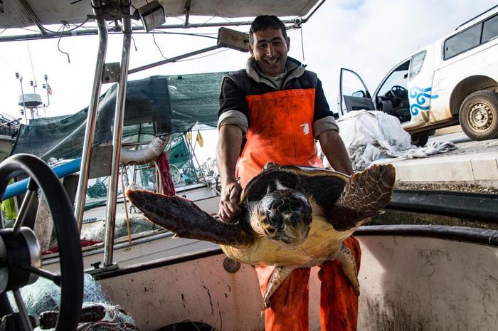 Lieto fine per una Caretta Caretta: tartaruga di quasi 60 chili salvata da un pescatore a Oristano