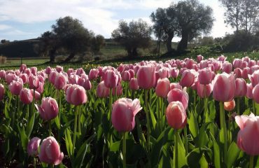 Giardino di Turri_Archivio Grandi Giardini Italiani