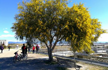 Un albero di mimosa a Molentargius