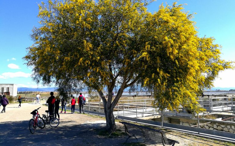 Un albero di mimosa a Molentargius