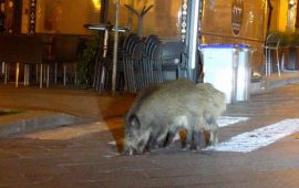 Cinghiali in centro a Sassari durante l'emergenza Coronavirus