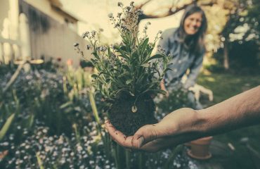 Ecologia e ambiente