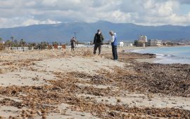 Il team dell'UNiversità di Cagliari guidato dal professor Demuro al Poetto per le operazioni di rimozione delle canne