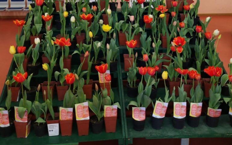 Il Businco si riempie di fiori e colori: la splendida iniziativa del “Giardino di Lu”