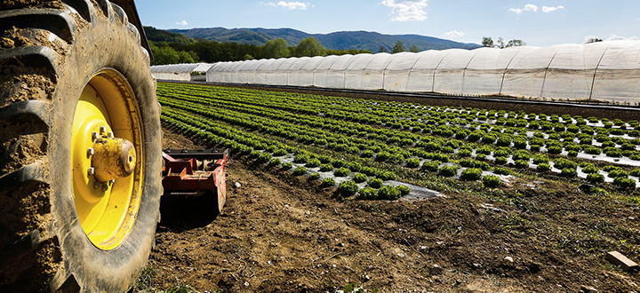 Solinas: «Per gli agricoltori subito i premi comunitari, 100 milioni di liquidità»