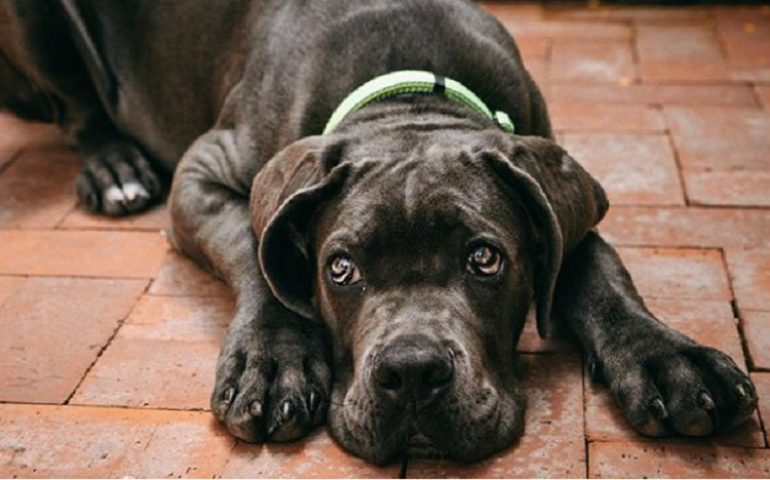 Sport bestiale sotto casa: come stare in forma con il proprio cane rispettando le restrizioni