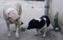 canile-ossi