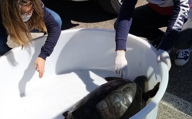 Villasimius: recuperata una caretta caretta, probabilmente ha ingerito plastica