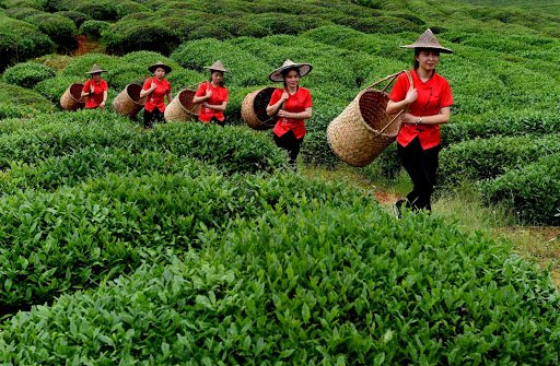 La via del tè: dalla Cina alla Sardegna, agricoltura solidale e innovativa. Un progetto di cooperazione agricola Alea