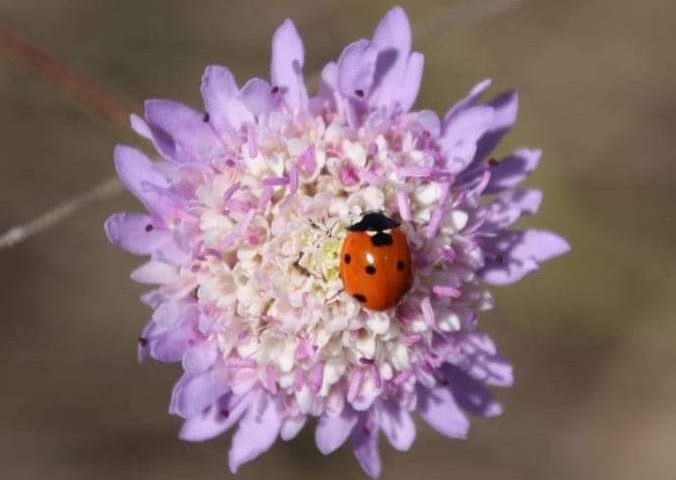 Lo sapevate? La coccinella in alcune zone dell’Isola è chiamata col nome di diversi Santi