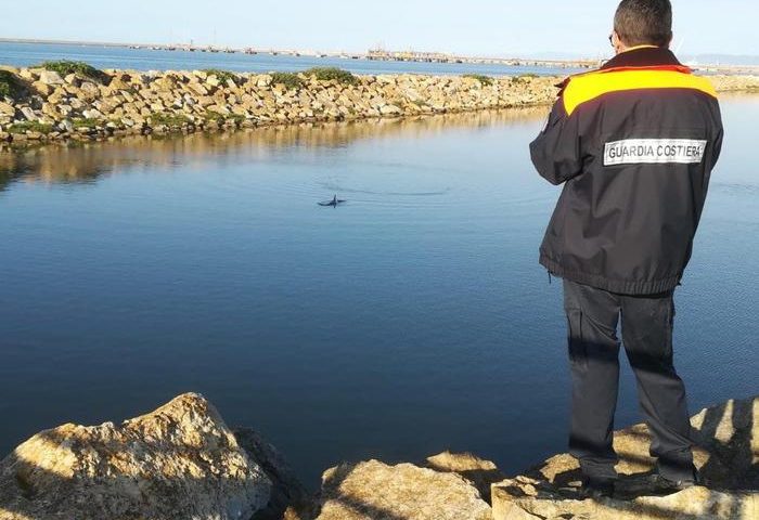 La foto. Un delfino nuota nel porto industriale di Porto Torres