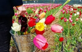 giardino dei tulipani di pimentel