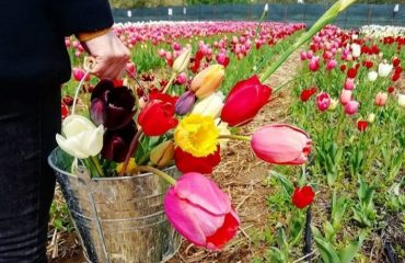 giardino dei tulipani di pimentel