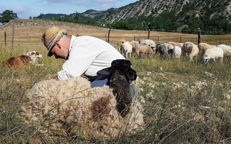 Covid-19: consentite le attività di raccolta foraggio, tosatura pecore ed estrazione sughero