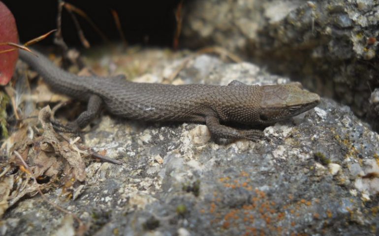 Lo sapevate? In Sardegna vive l’Algiroide Nano: la lucertola più piccola al Mondo