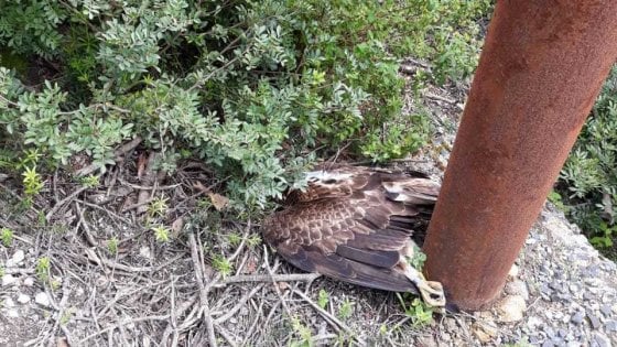 Aquila di Bonelli uccisa dai cavi elettrici nel sassarese