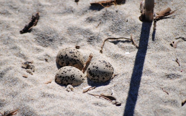 castiadas-uova-fratino