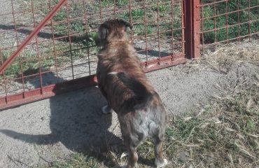 cane