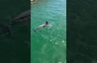 delfino-cagliari